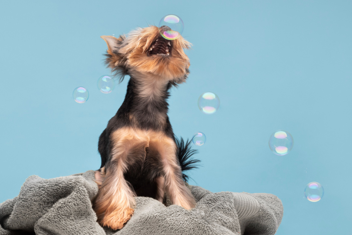 SPA per cani Padova