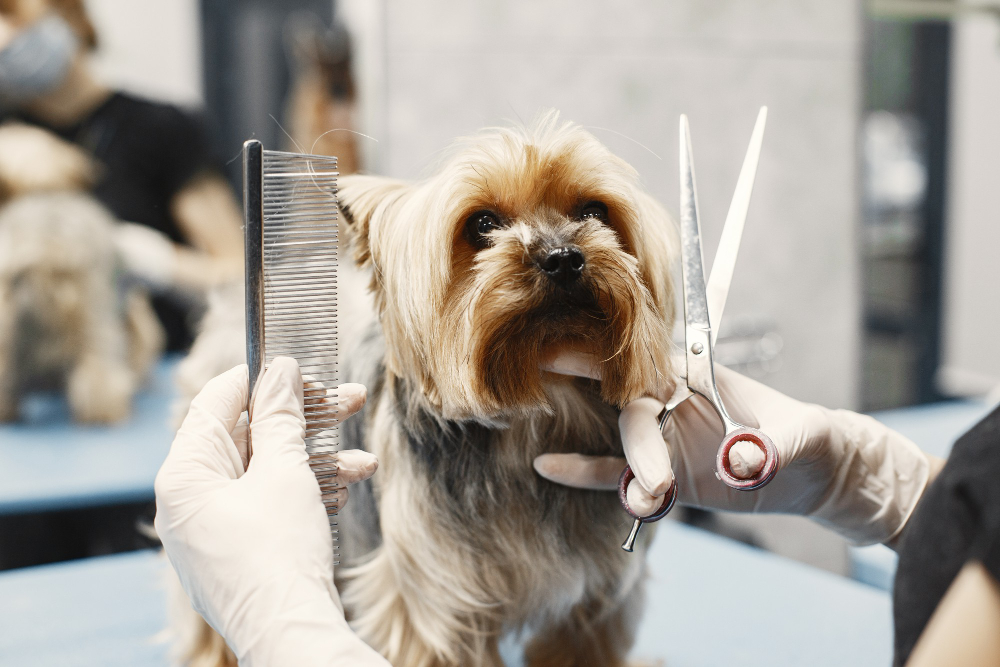 Taglio a forbice cane Padova