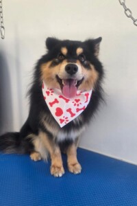 Toelettatura cane con dermatite Padova