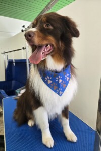 Toelettatura cani e gatti Padova